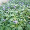 @钜惠来袭  鼠尾草供应 -鼠尾草-鼠尾草袋苗